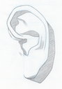 Bargue Ear 01