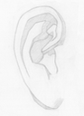 Bargue Ear 05