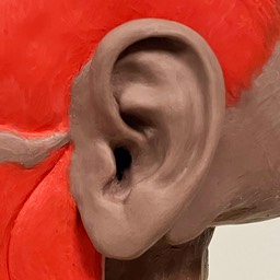 Ear Ecorche Bust Ivory Guild