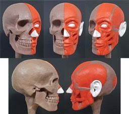 Ecorche-Bust-for-Web-Site